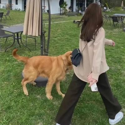 查科 封面